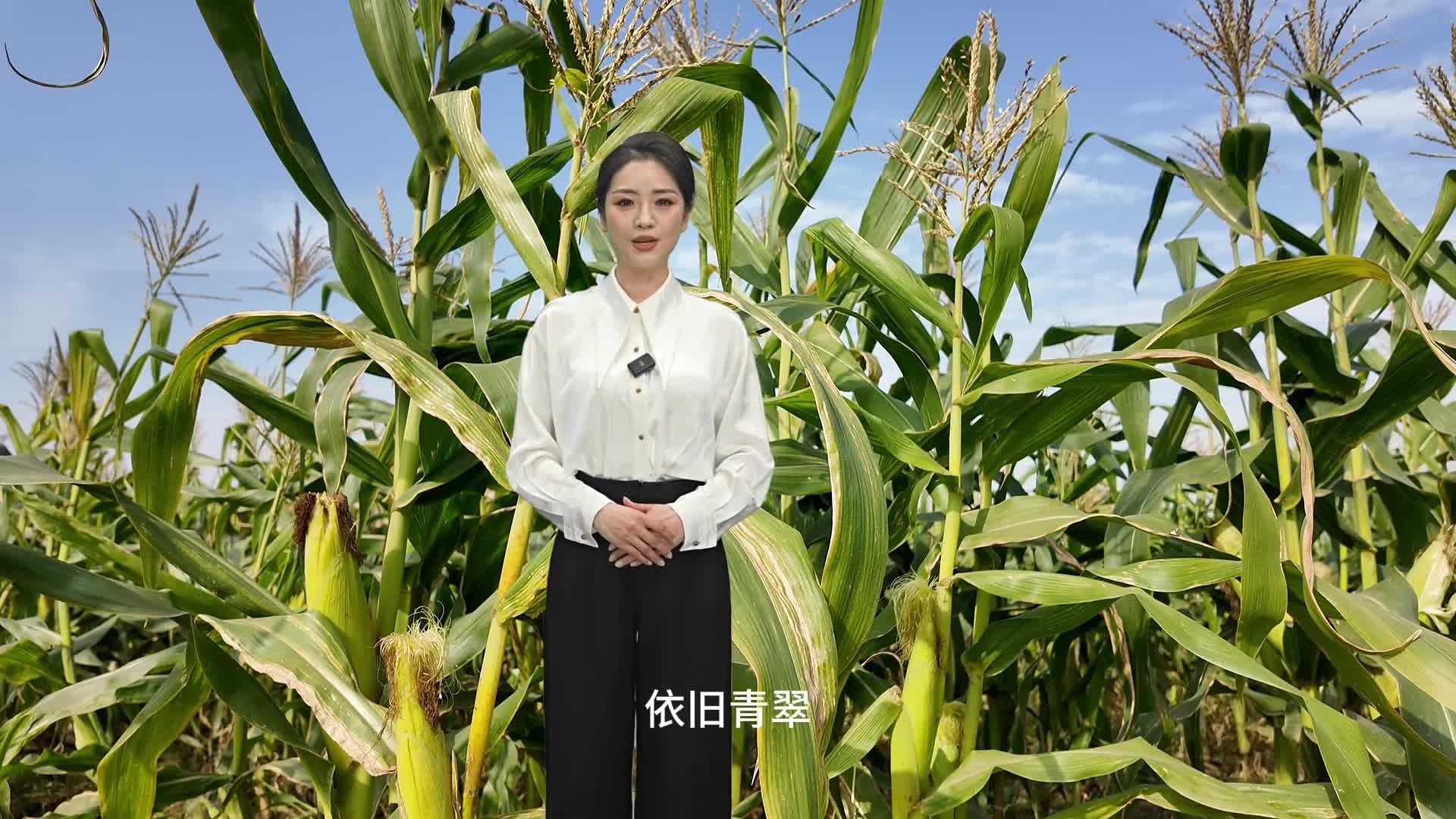 每年可以種三季，冬天成熟的玉米你見過嗎？