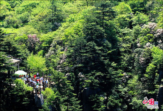 安徽黃山“高山玫瑰”盛開 進入最佳觀賞期 安徽黃山“高山玫瑰”盛開 進入最佳觀賞期